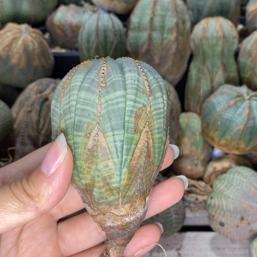 25欧系实生布纹球一物一拍