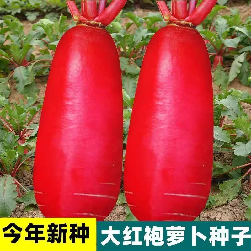 大红袍萝卜种子脆爽凉拌生吃红皮白肉萝卜种籽农家田园四季蔬菜孑