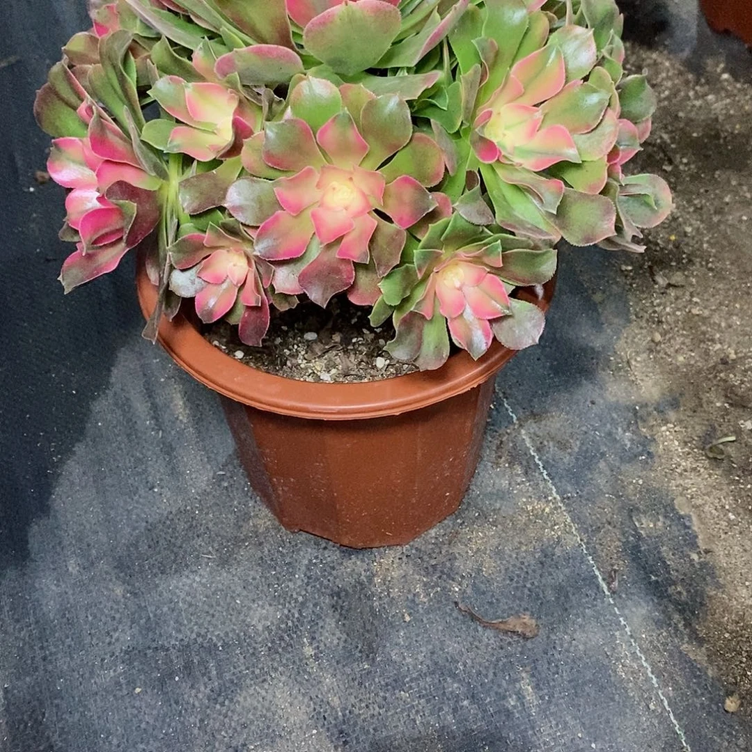 香妃640多肉111111