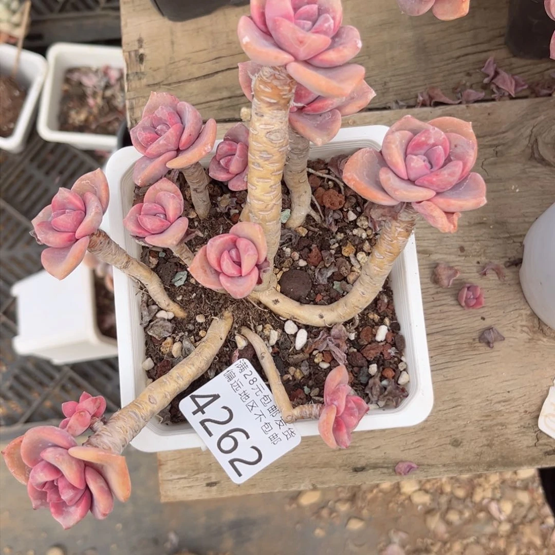 贾****°大4262g h g b v b n n n