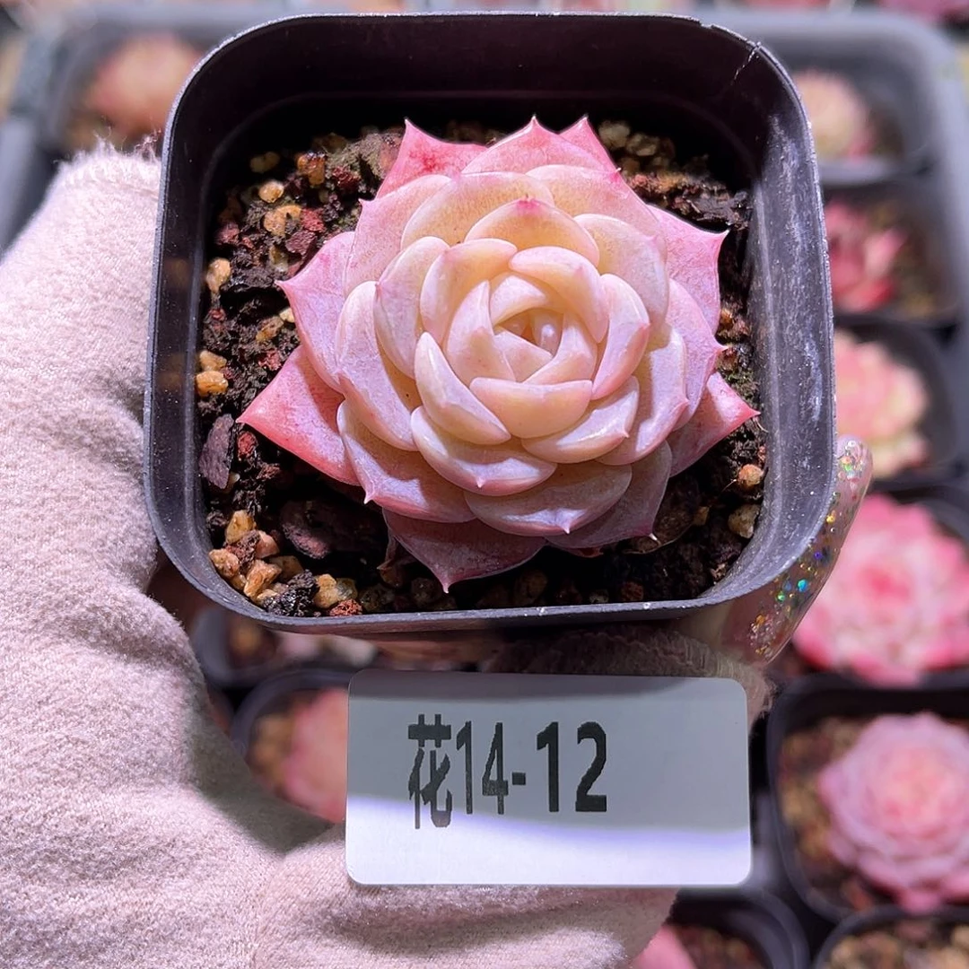 花利美14-12纯爱单头