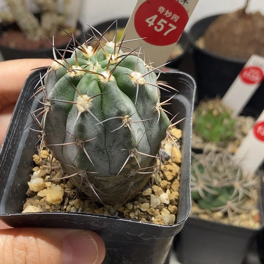 实生上腊阿寒玉4.3c