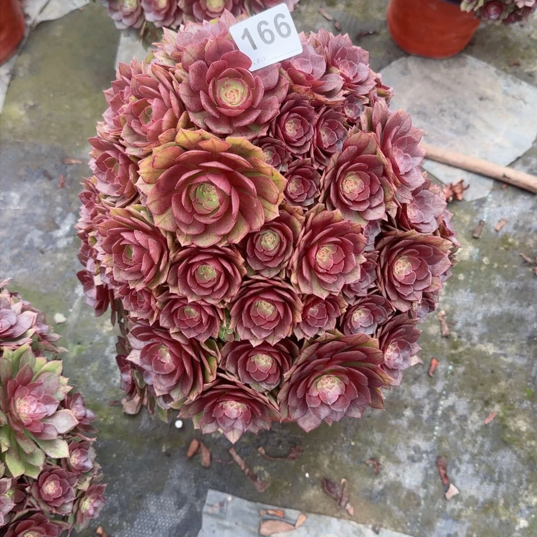 往*166多肉植物生长