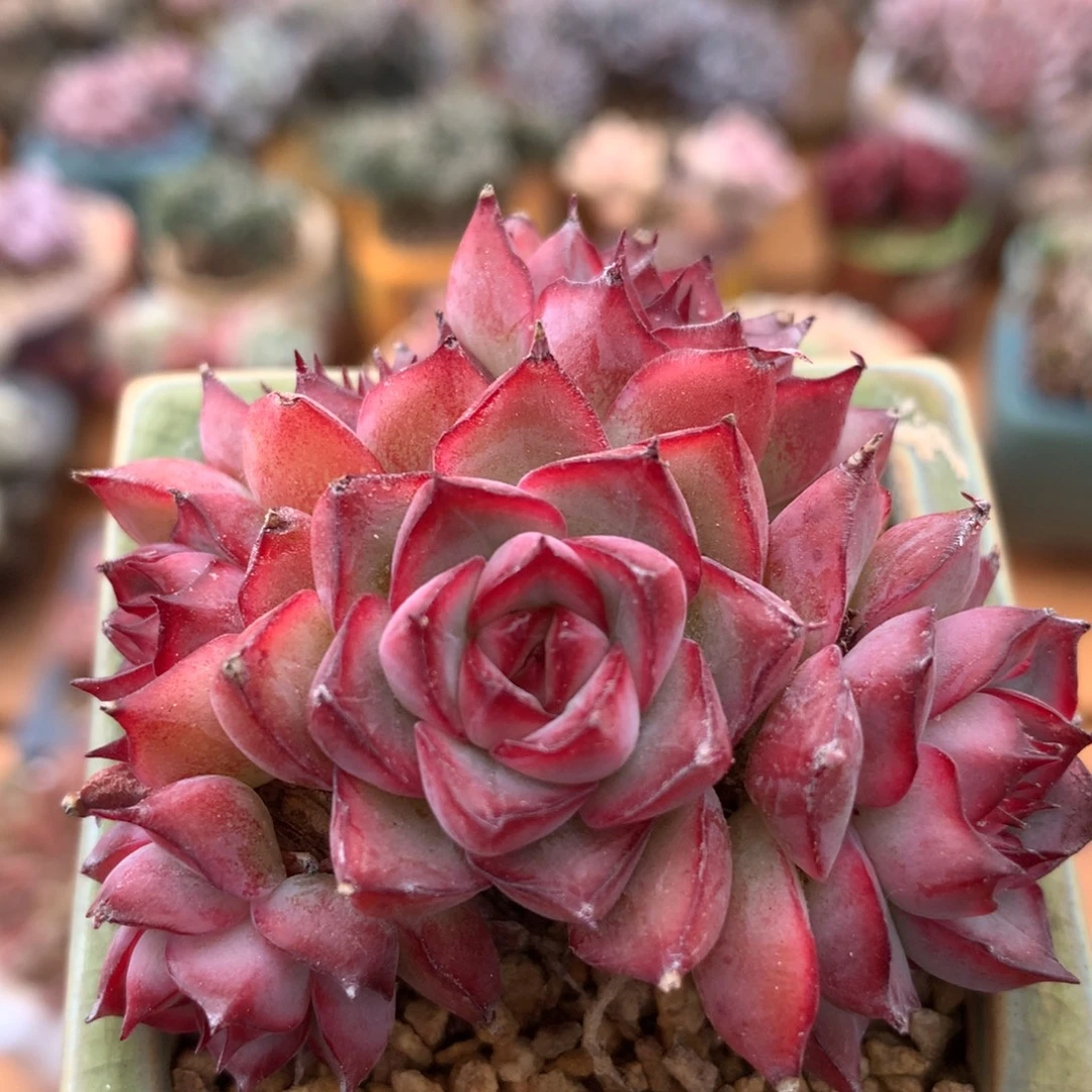 荷花杂一物一拍 010