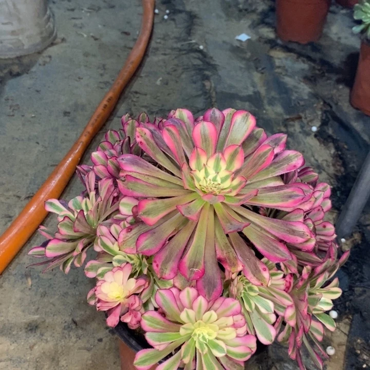 红桐白多肉植物14。