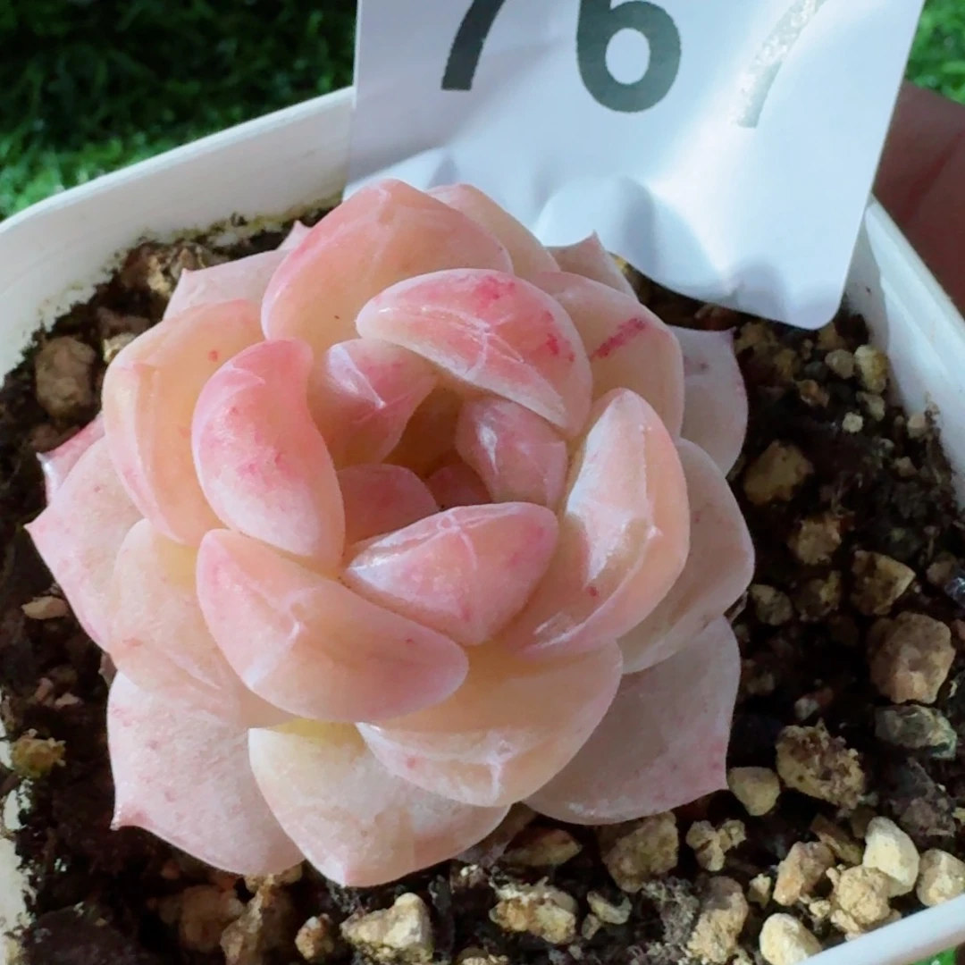 糯冰魄         精品多肉