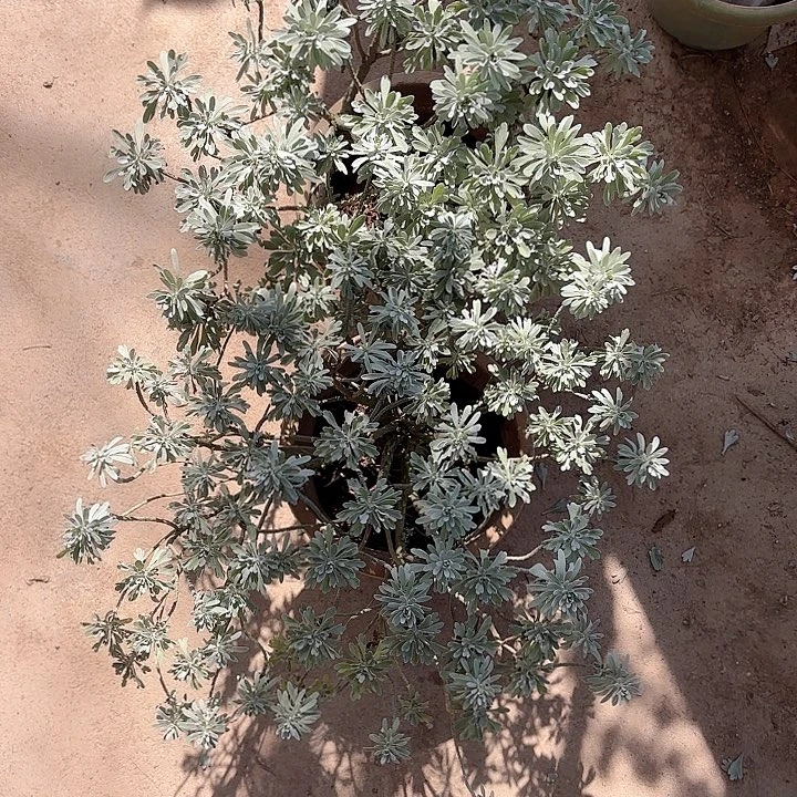 无花朵两颗带土球发货