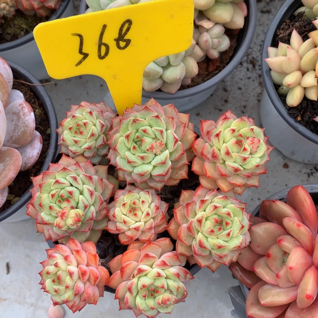 熊猫727272727272738