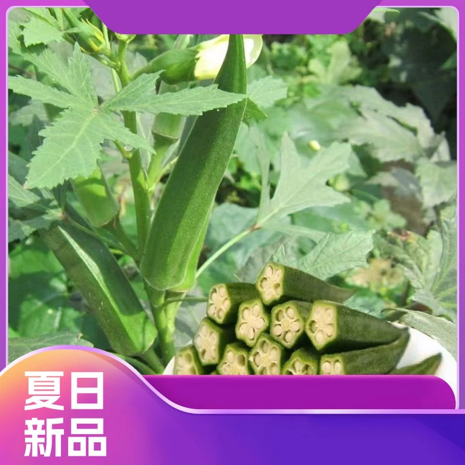 蔬菜羊角豆福建黄秋葵批发时令水果露天现摘鲜嫩