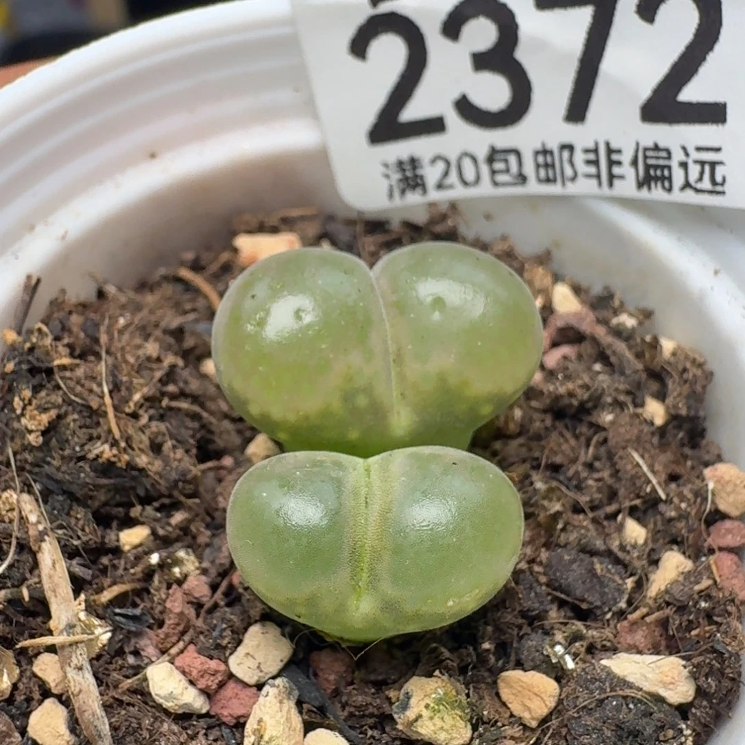 带盆土。