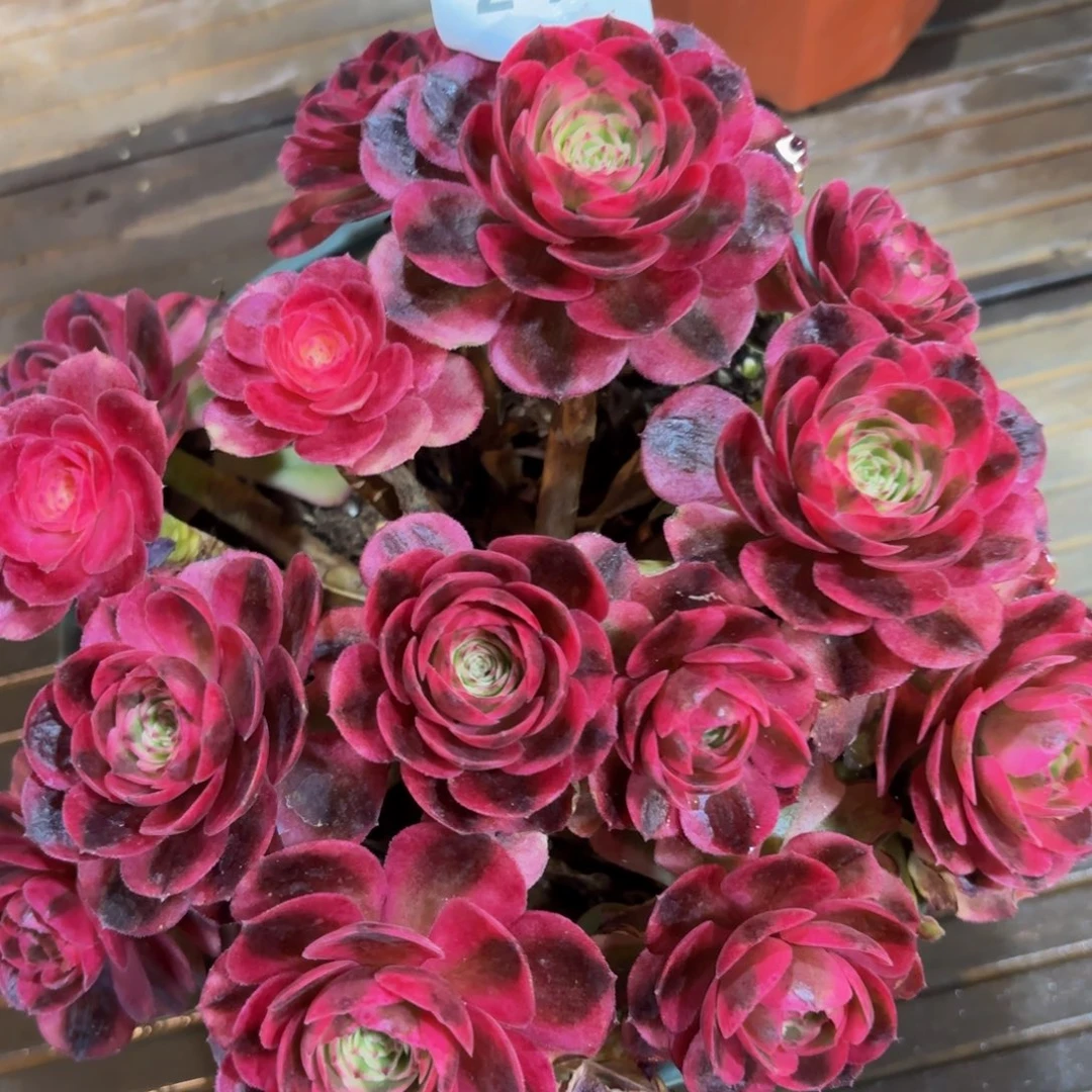 243多肉植物荔枝