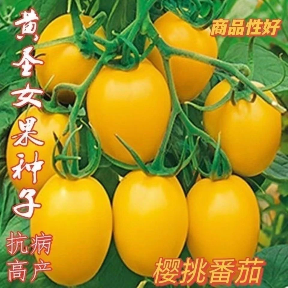 高产黄色圣女果苗秧苗小番茄秧苗穴苗易活易种阳台