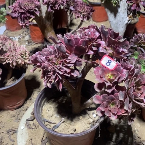 美杜莎缀一物一拍