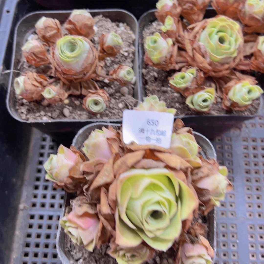 650 侧牙掉了不包损无售后