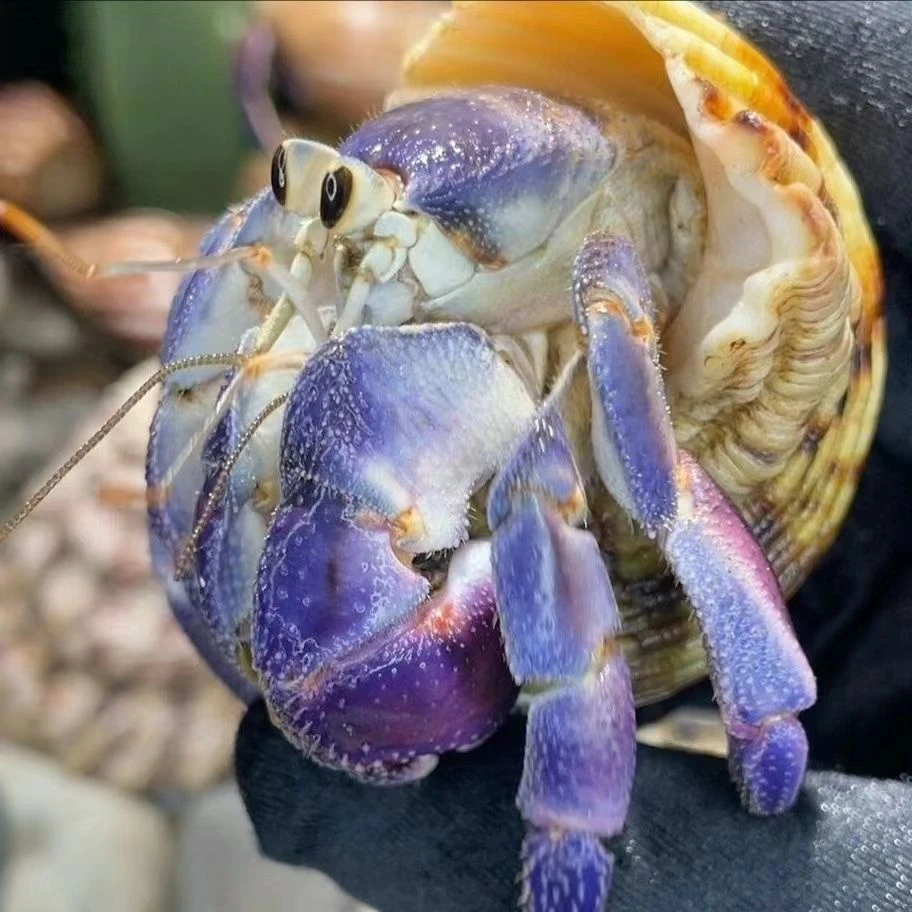 寄居蟹观赏小爬宠