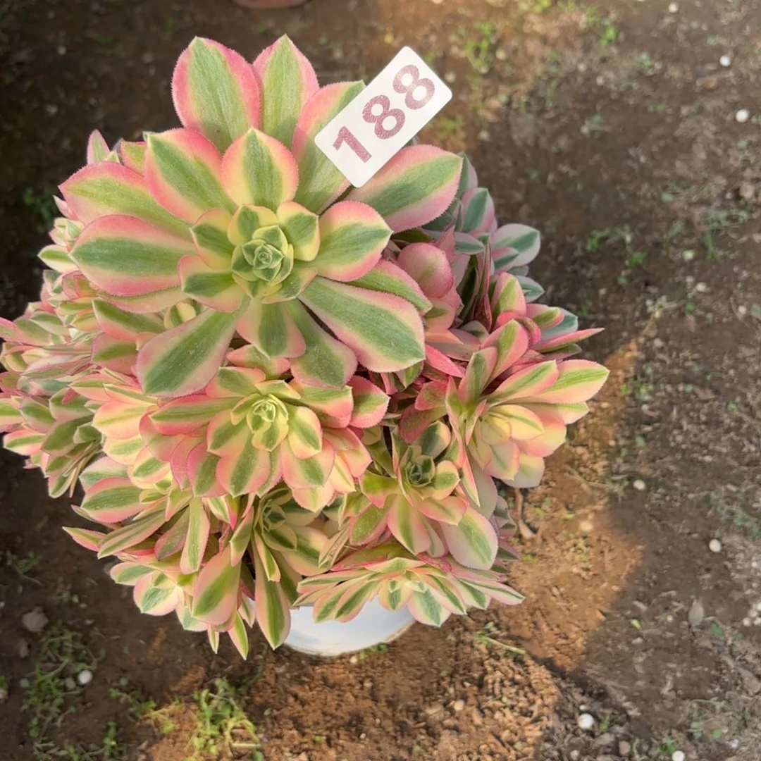 188粉女巫多肉砍过头不包损