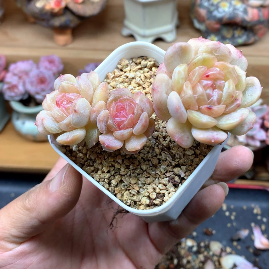 白色恋人满68包邮