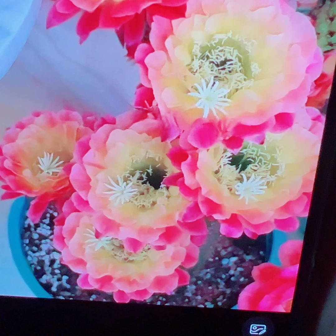 毛花柱 大满贯 侧芽 满20包邮