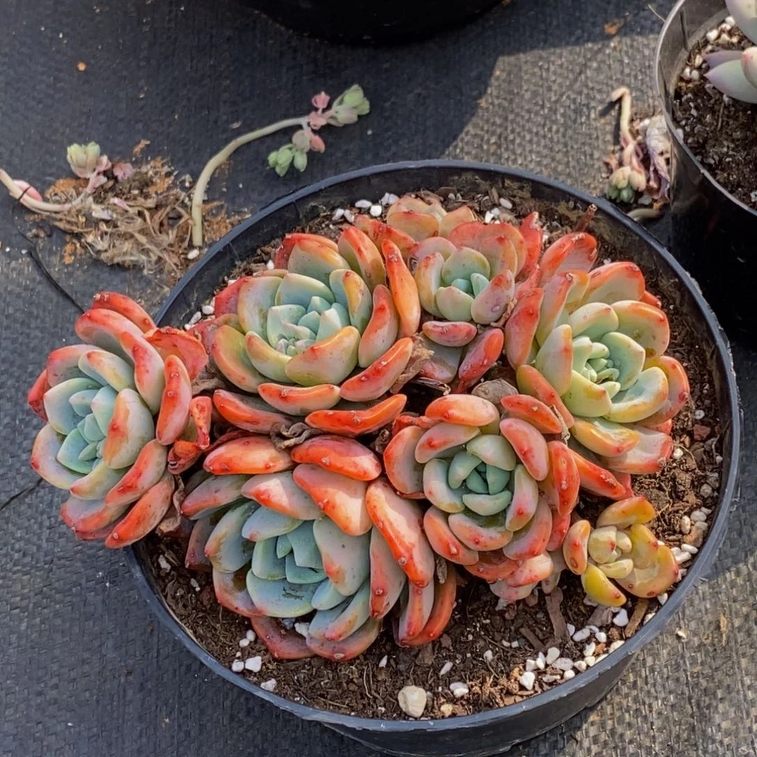 汪*48包邮一物一拍多肉植物