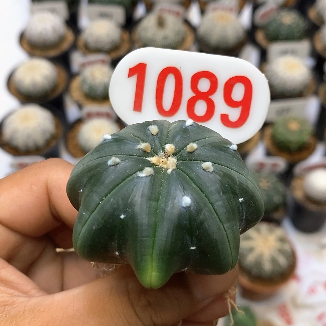 1089琉璃海星福利
