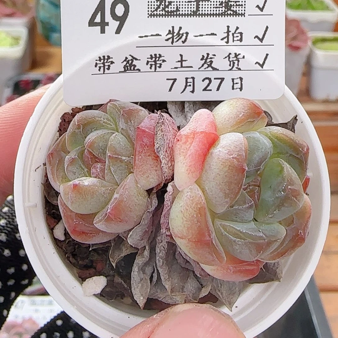 多肉0727-49冰娃娃