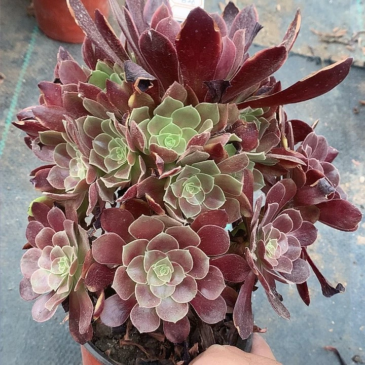 826欧嘉莉多肉植物
