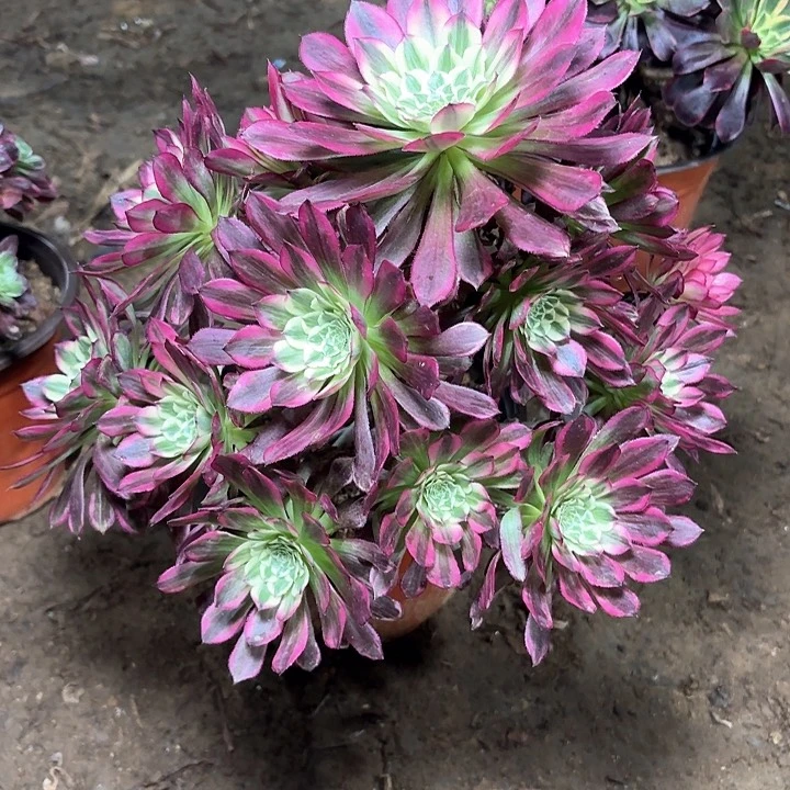 多肉植物法师天合37