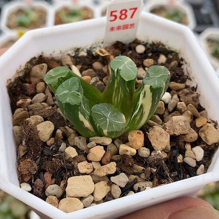 587白妙万象锦一物一拍