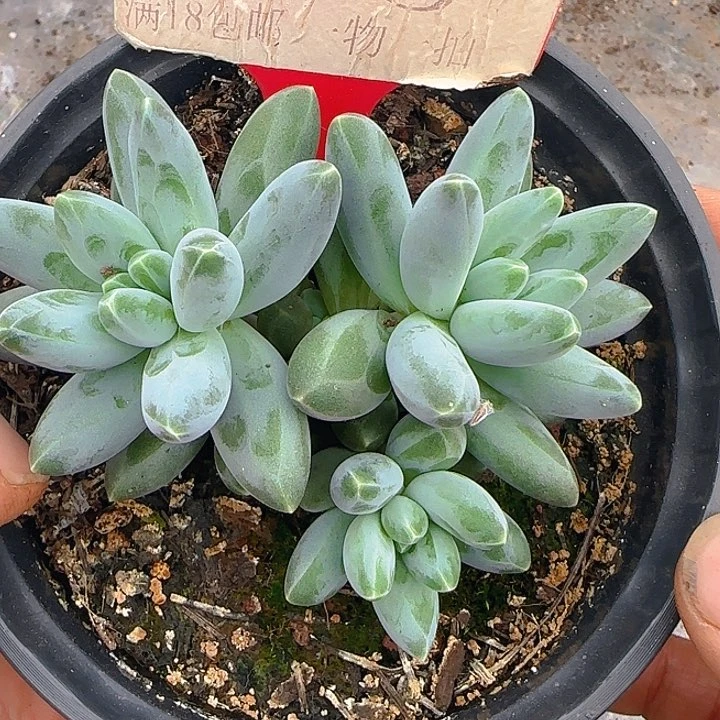 伊卡鲁斯635多肉植物