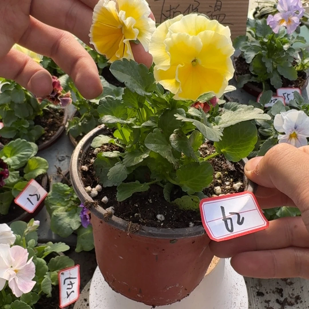 大部分花苞少量开放62