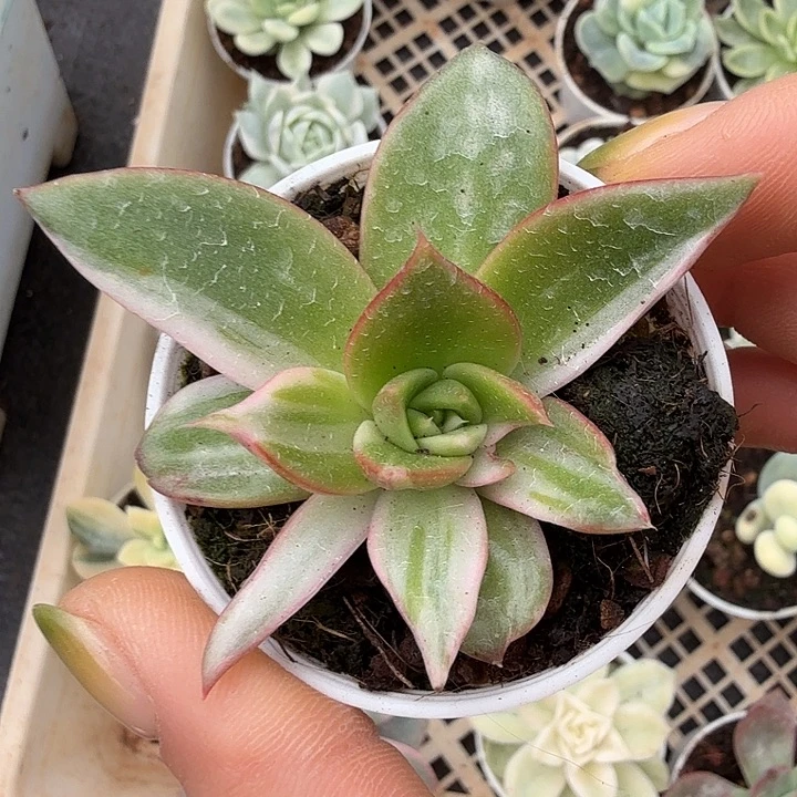 藏宝图锦一物一拍