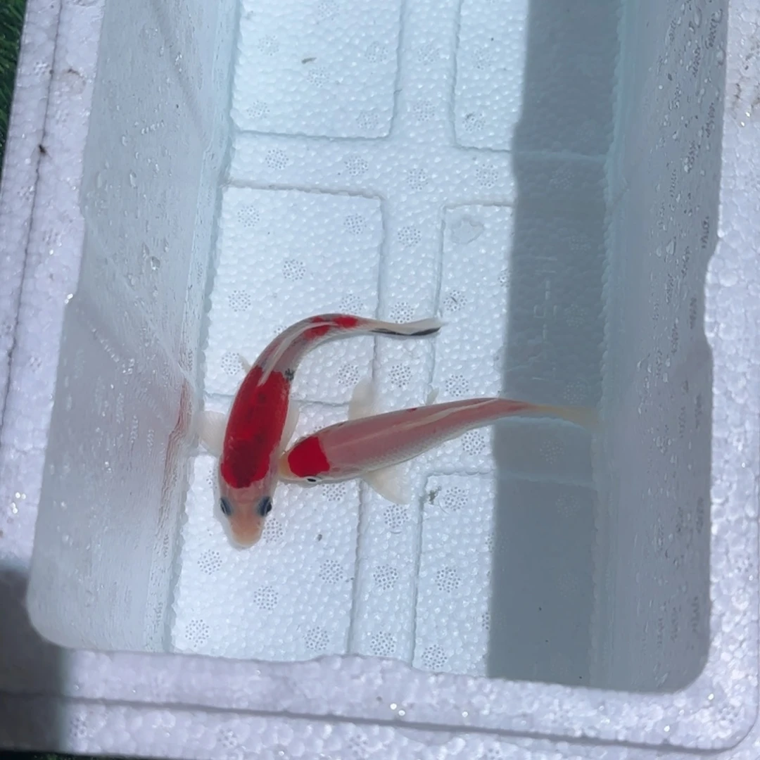 海水鱼锦鲤鱼观赏鱼 一物一拍