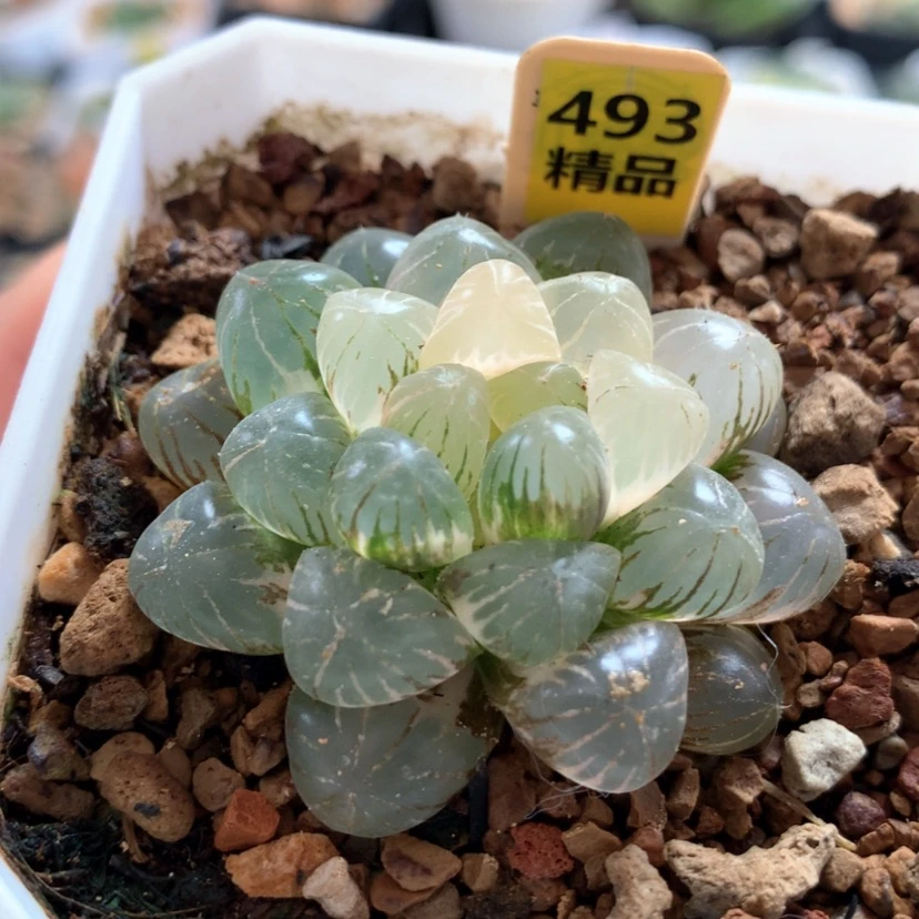 【闪购商品】493姬玉露