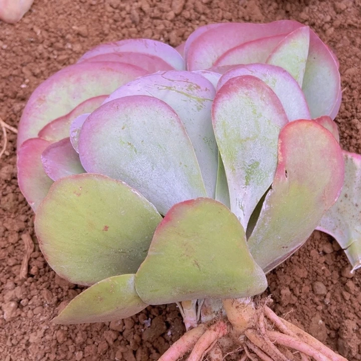 地栽唐印1棵20公分（包邮不包损）