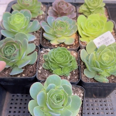 576 山地玫瑰基地