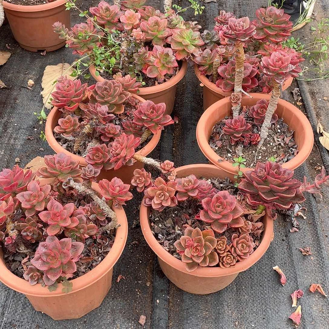 大巧克力有瑕疵9.9米三颗 量拍多肉