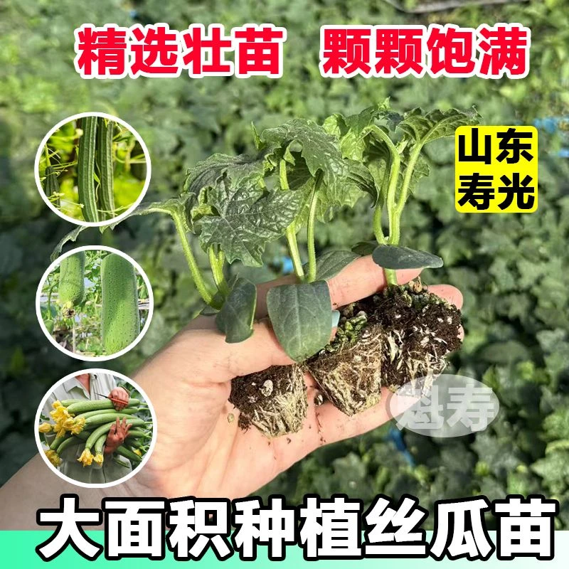 丝瓜苗早熟肉丝瓜苗长香丝瓜清香丝瓜苗阳台家庭院盆栽蔬菜丝瓜苗