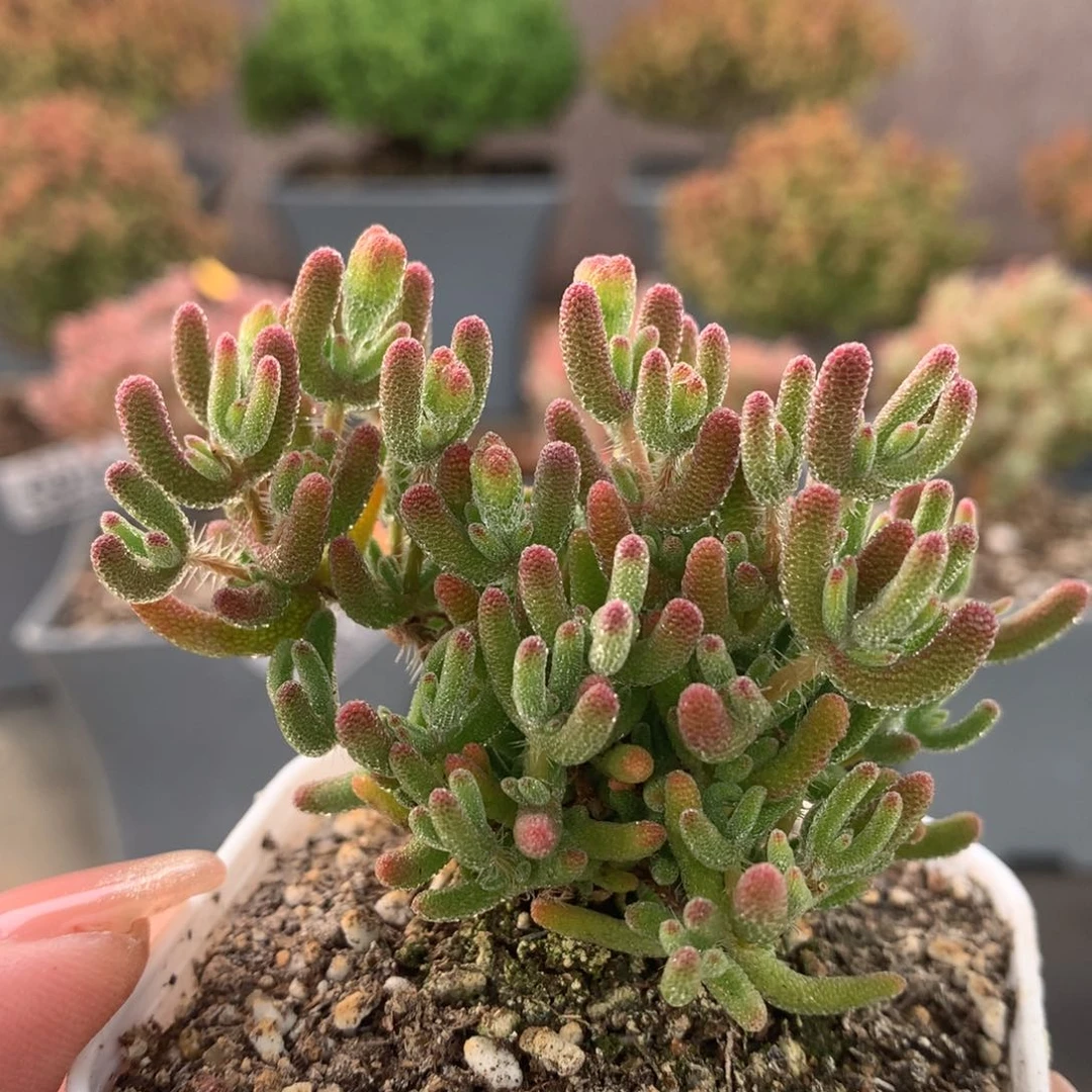 c045冰橙枝干番杏