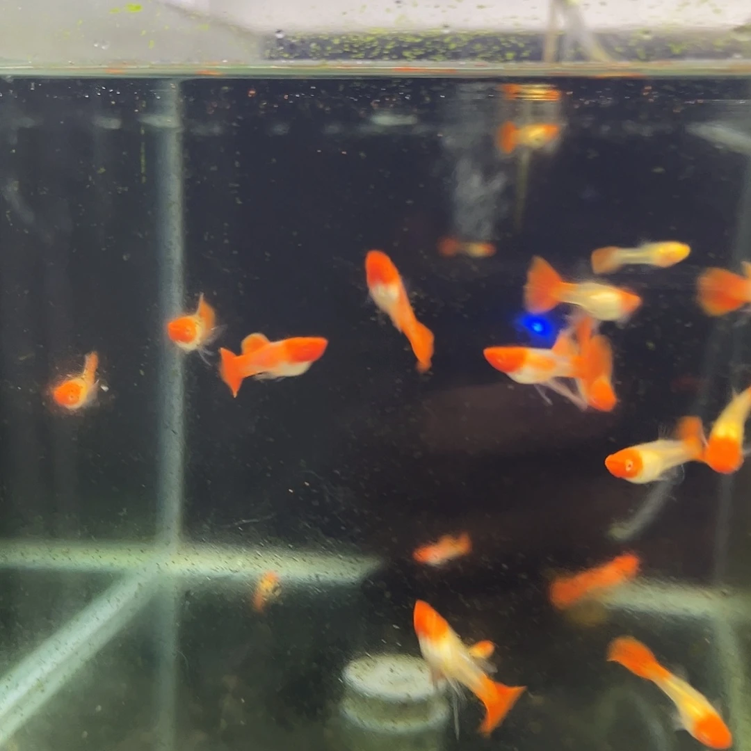 海水鱼红头一缸联手