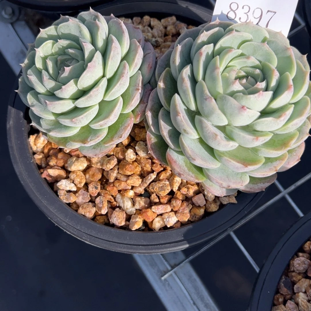 用****08397多肉多多多多多