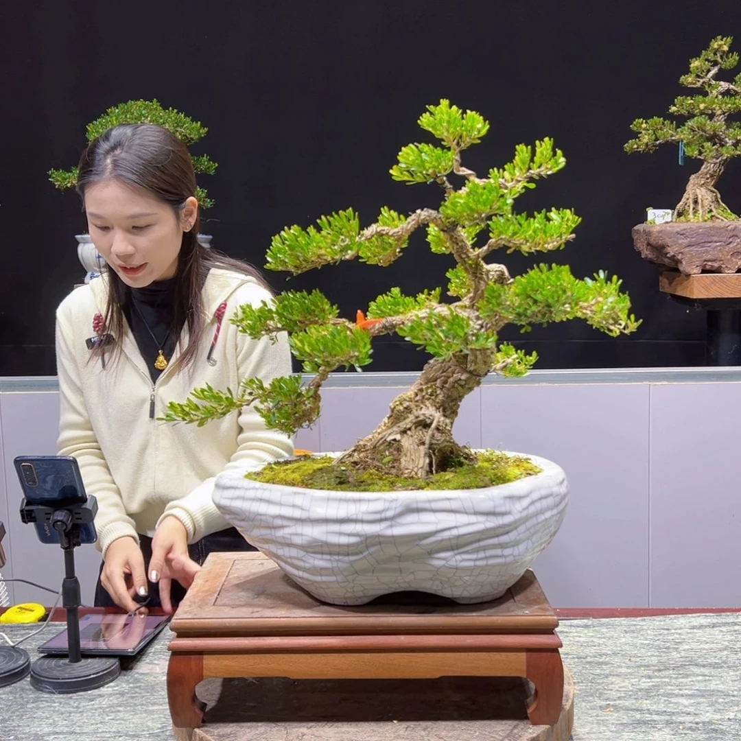 黄杨盆景老桩四季长青海****大