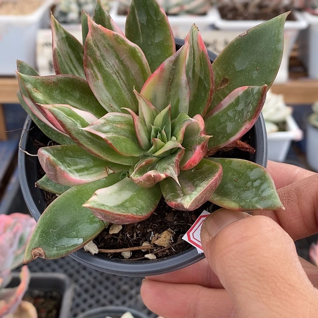 02163 优秀藏宝图锦