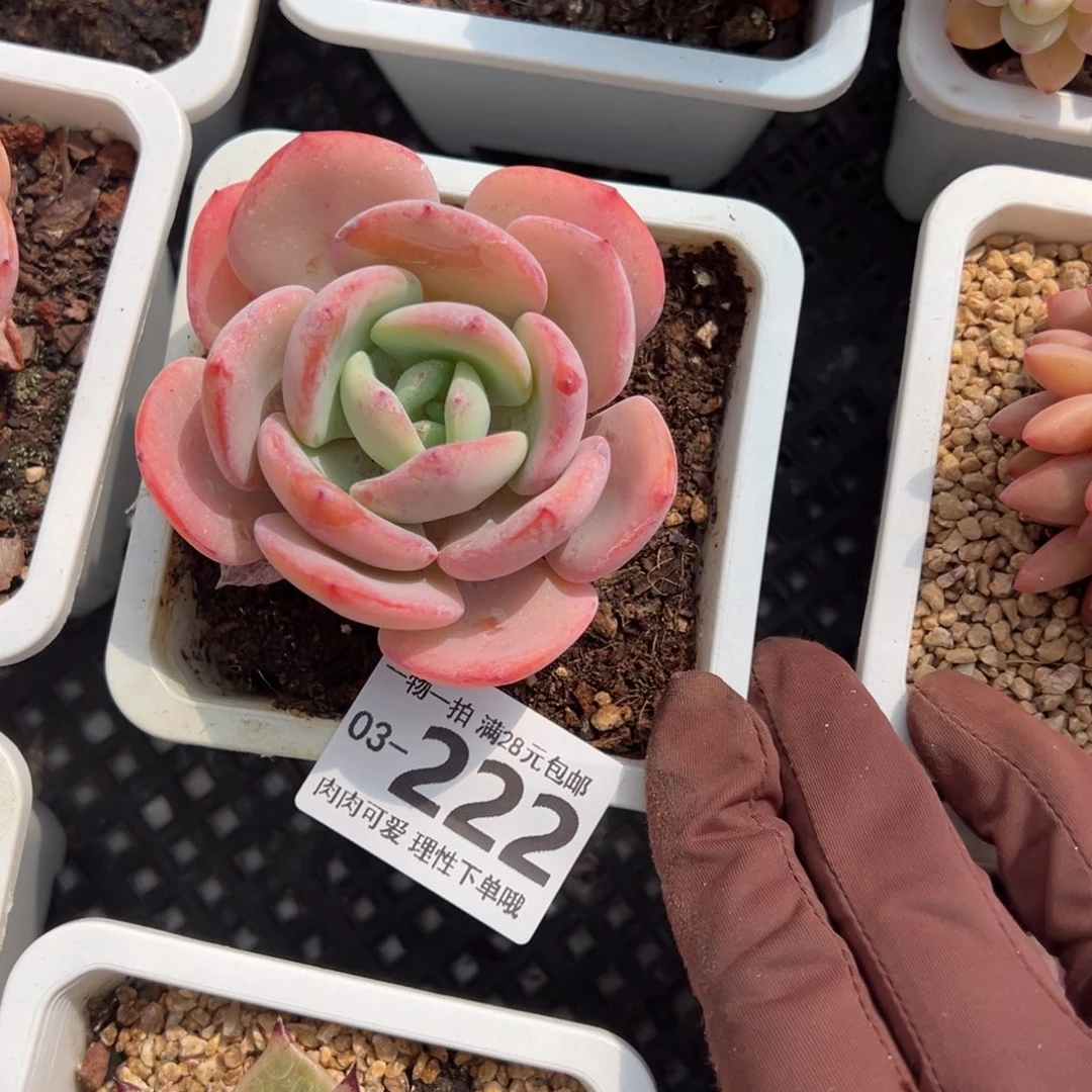 白月光多肉多肉多肉多肉多肉