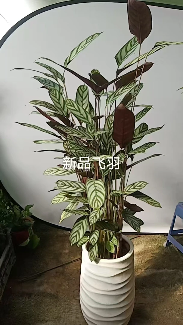 客厅瓷盆新品飞羽