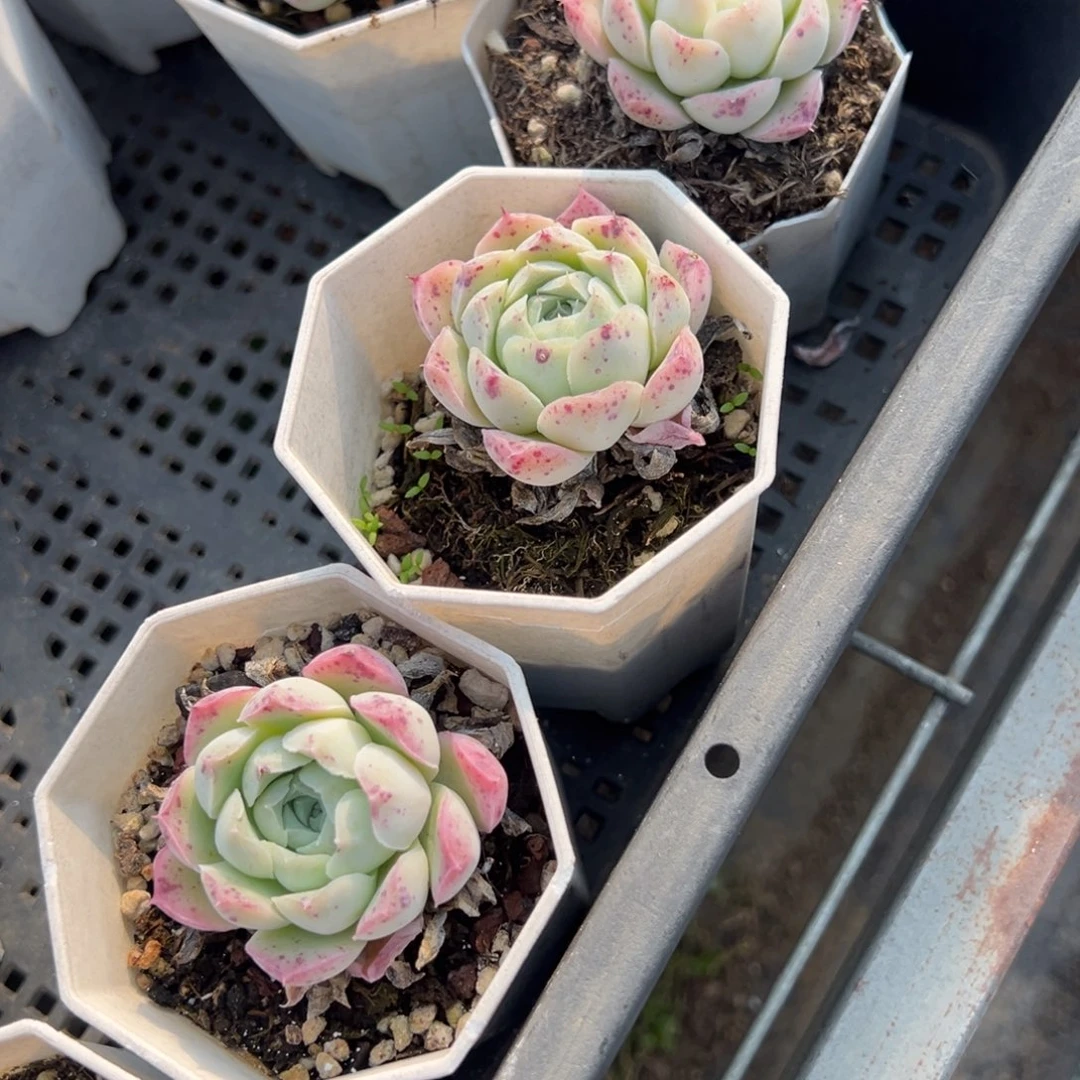 沁心单头到手2颗量拍多肉满18元包邮下午发过