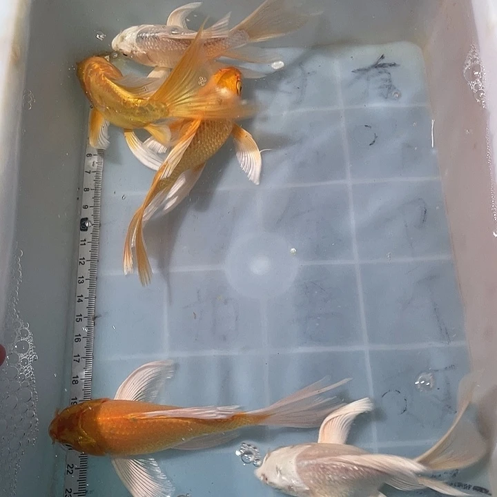 蝴蝶鲤鱼渔场直发114