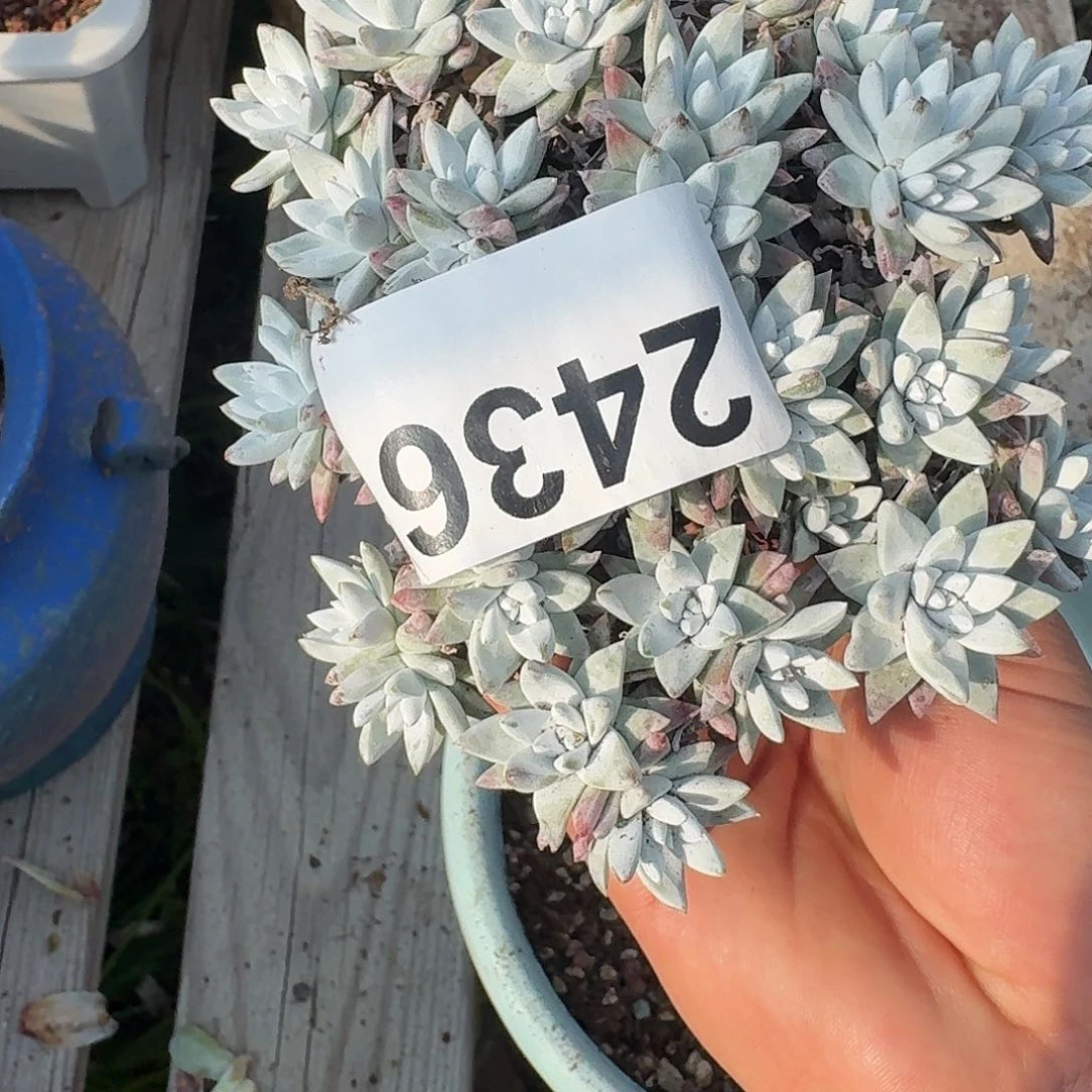 Y****y31331313434343434334