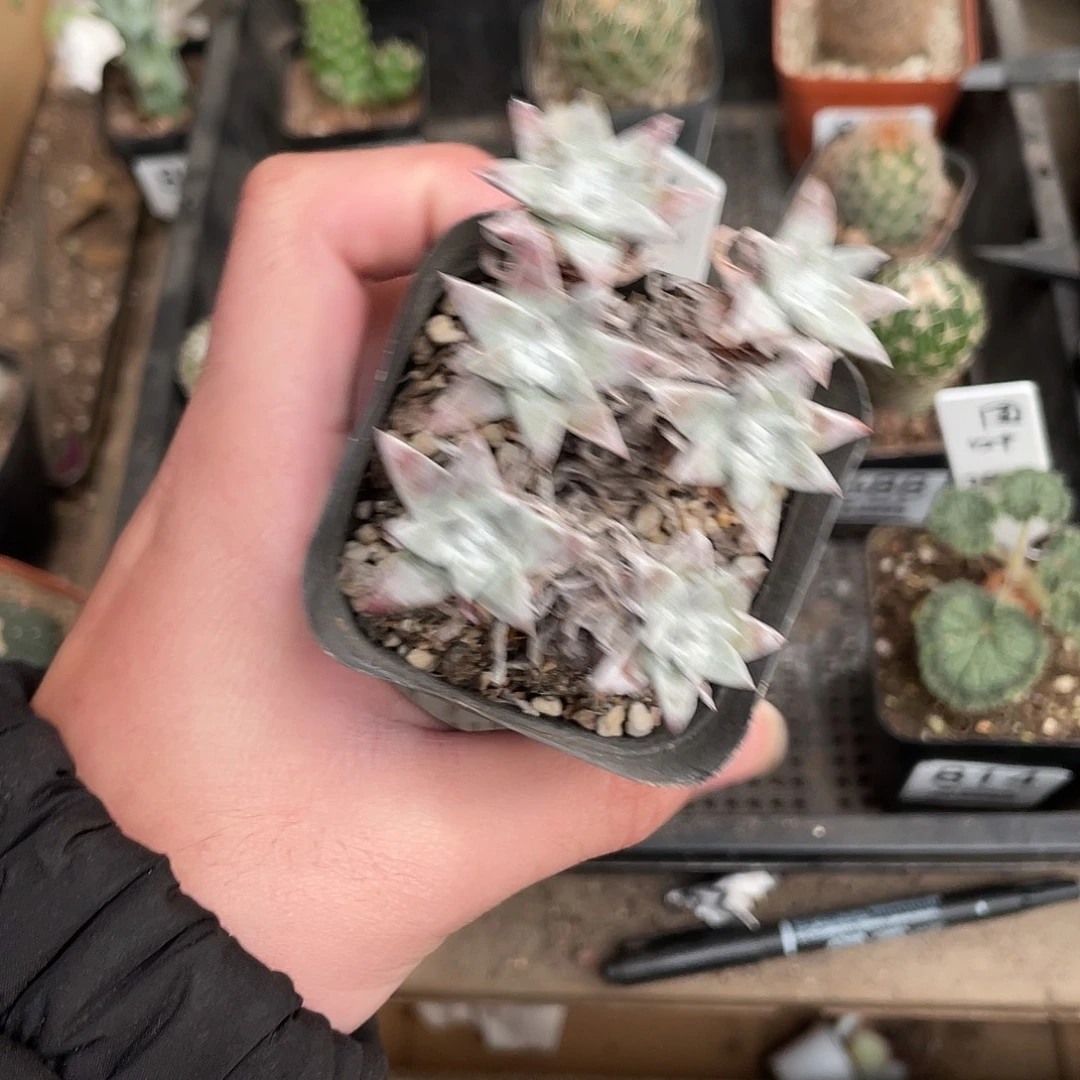 861白菊（满18包邮）