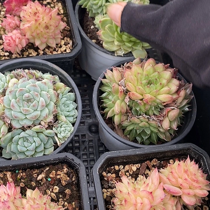 108 多肉植物盆栽花卉