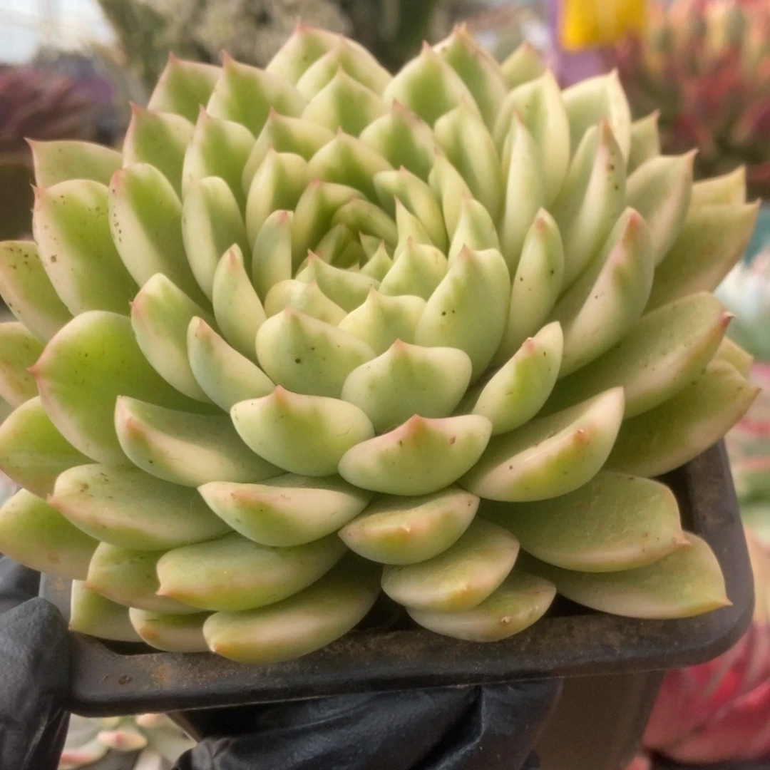 614长岛冰茶锦锦锦锦锦